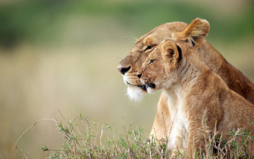 Картинка животные львы львица львёнок