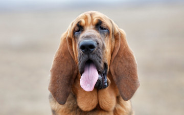 Картинка животные собаки морда бассет хаунд