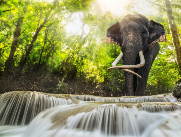 Обои картинки фото животные, слоны, речка, лес, слон, солнце, свет
