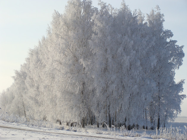 Обои картинки фото природа, деревья, утро, снег, березы