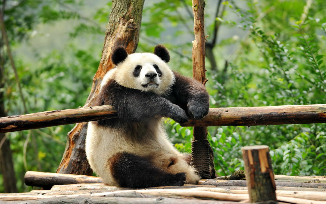 Обои картинки фото животные, панды, панда, отдых