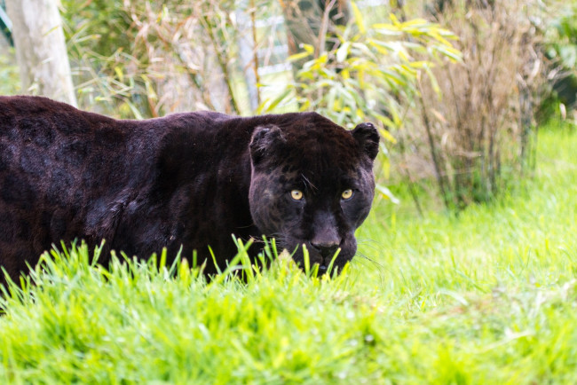 Обои картинки фото животные, Ягуары, черный, ягуар, трава