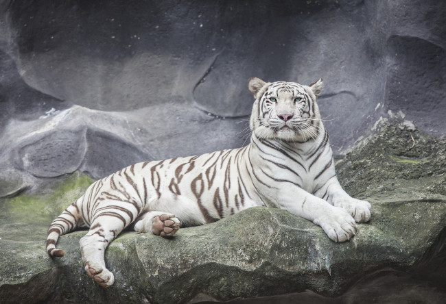 Обои картинки фото животные, тигры, белый, тигр, отдых, скалы, камни