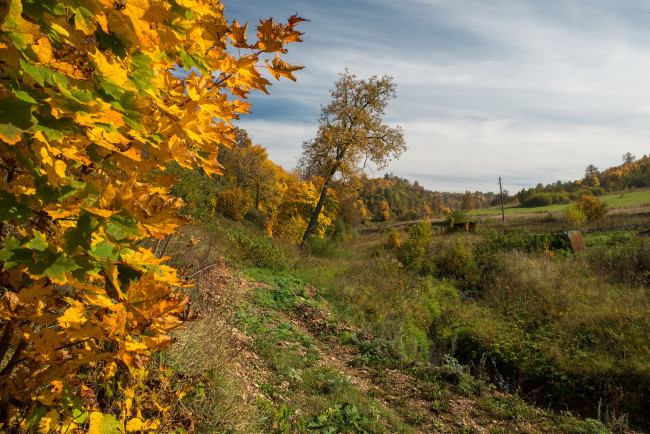 Обои картинки фото природа, пейзажи, лес, поле, осень