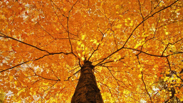 Картинка природа деревья листья осень дерево