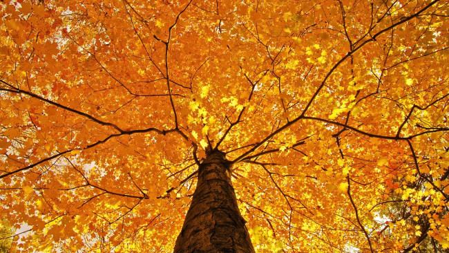 Обои картинки фото природа, деревья, листья, осень, дерево
