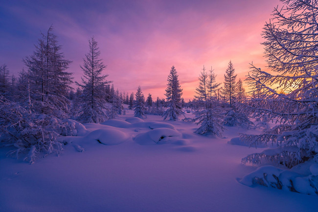 Обои картинки фото природа, зима, снег, деревья, сугробы, закат