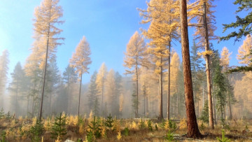 Картинка природа лес туман сосны