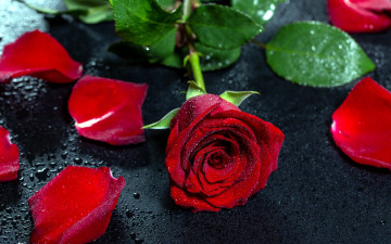 Картинка цветы розы капли лепестки бутон