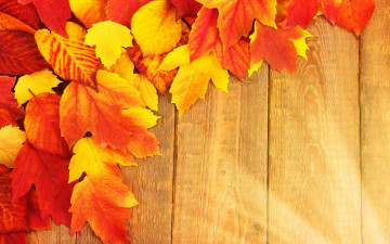 Картинка природа листья доски фон осень