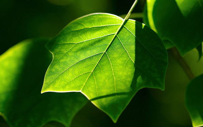 Обои картинки фото природа, листья, зелень