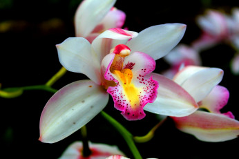 обоя цветы, орхидеи, экзотика