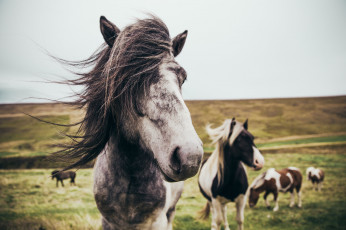 Картинка животные лошади табун луга