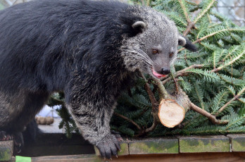 обоя binturong, животные, бинтуронги, бинтуронг, млекопитающие, виверровые, хищники, шерсть, морда, когти, хвост