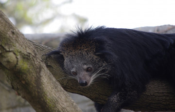 Картинка binturong животные -+другое бинтуронг млекопитающие виверровые хищники шерсть морда когти хвост