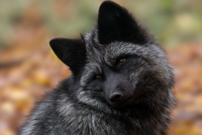 Обои картинки фото чернобурая лисица, животные, лисы, чернобурая, лисица, black, fox, чернобурка, псовые, лисицы, млекопитающие, мех, пушнина, чёрная, лиса, хищник