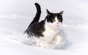 обоя животные, коты, кот, снег