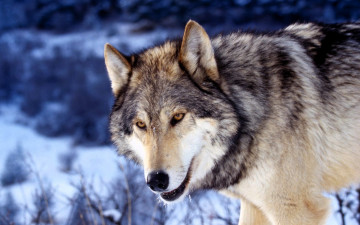 обоя животные, волки,  койоты,  шакалы, волк, снег