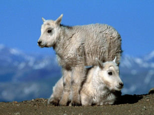 обоя животные, овцы, бараны
