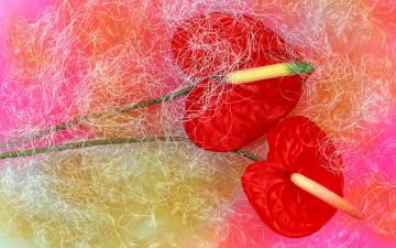 Картинка цветы антуриум цветок фламинго