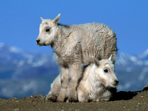 Обои картинки фото животные, овцы, бараны
