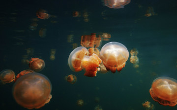 Картинка животные медузы