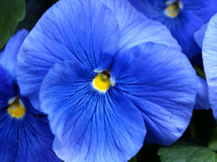 Картинка цветы анютины глазки садовые фиалки синий яркий
