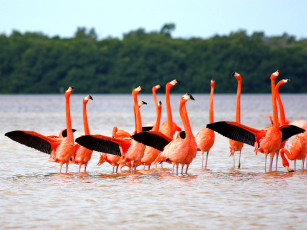 Картинка животные фламинго вода река
