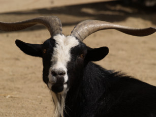 Картинка животные козы коза козёл