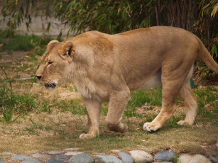 Картинка животные львы львица лев
