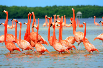 Картинка животные фламинго река вода