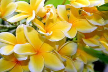 Картинка цветы плюмерия лепестки желтый