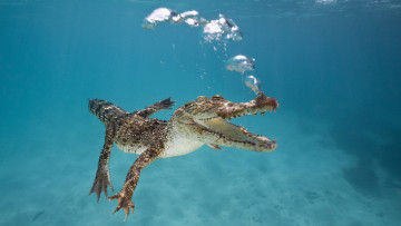 Картинка животные крокодилы вода