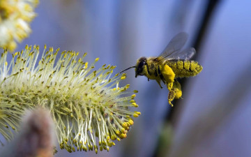 Картинка животные пчелы осы шмели весна пчела цветок