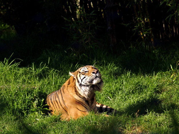 Обои картинки фото животные, тигры, тигр, трава