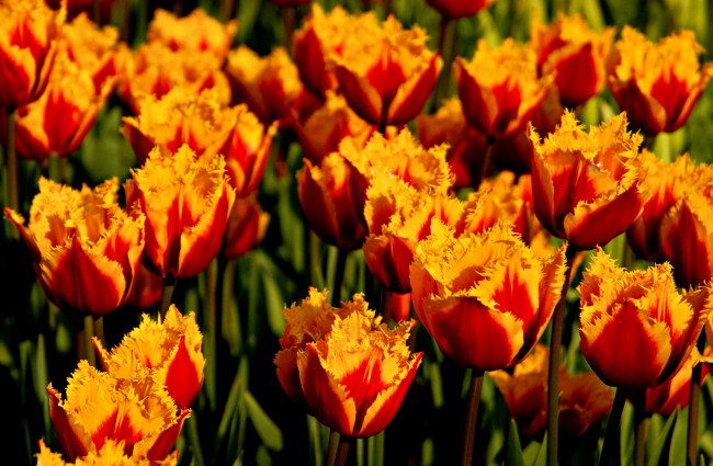 Обои картинки фото цветы, тюльпаны, много, оранжевый, бахрома