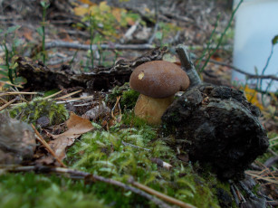 Картинка природа грибы ветки гриб трава