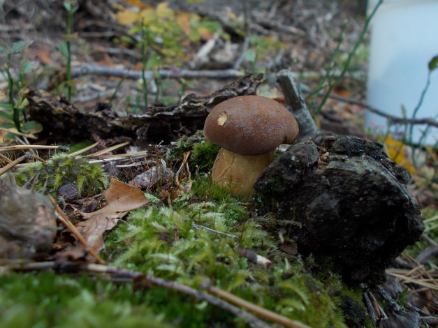 Обои картинки фото природа, грибы, ветки, гриб, трава