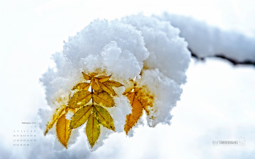 обоя календари, природа, листья, снег