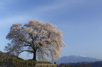 Картинка природа деревья цветение весна дерево takaten