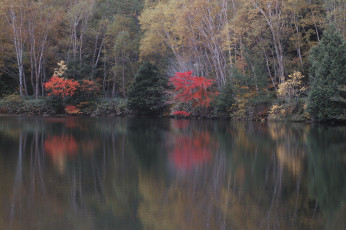 Картинка природа реки озера вода takaten осень утро деревья
