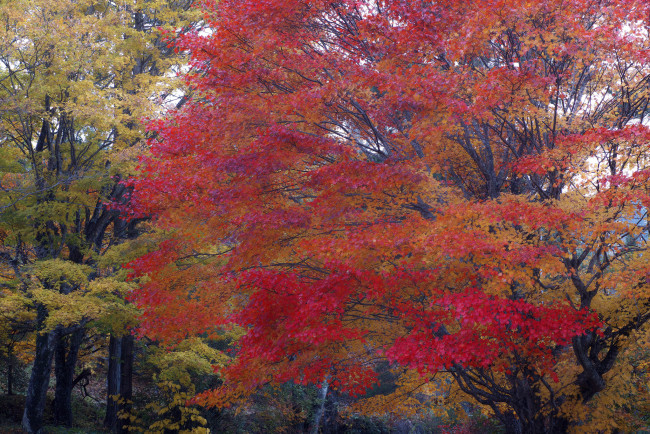 Обои картинки фото природа, деревья, дерево, осень, takaten, красные, листья