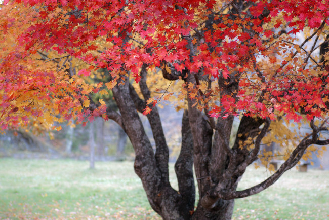 Обои картинки фото природа, деревья, красные, листья, осень, дерево, takaten