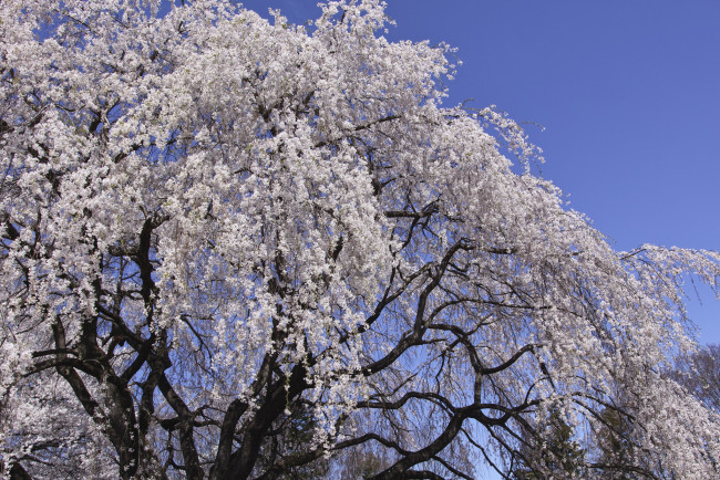 Обои картинки фото природа, деревья, takaten, весна, цветущее, дерево