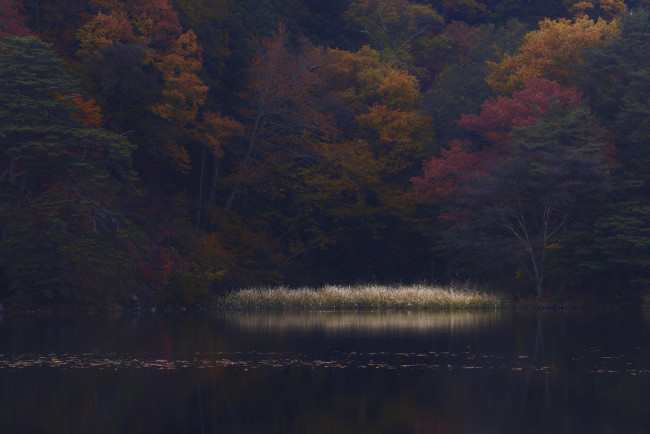 Обои картинки фото природа, реки, озера, туман, осень, утро, деревья, вода, takaten