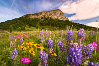 Картинка природа луга горы трава цветы