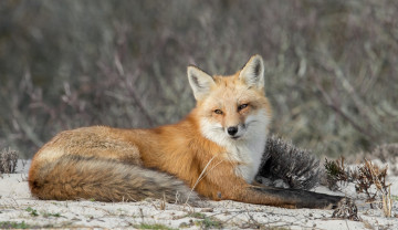 обоя животные, лисы, лисичка