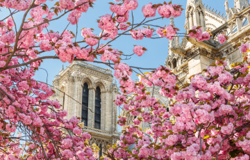 Картинка города -+католические+соборы +костелы +аббатства париж весна сакура собор