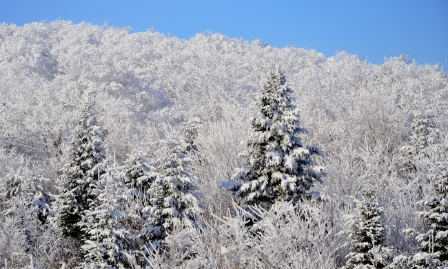 Обои картинки фото природа, лес, ель, снег, зима, склон, небо