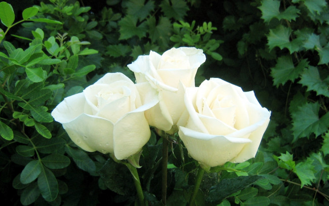 Обои картинки фото цветы, розы, трио, белый